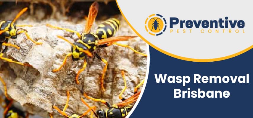 Wasp Removal Brisbane